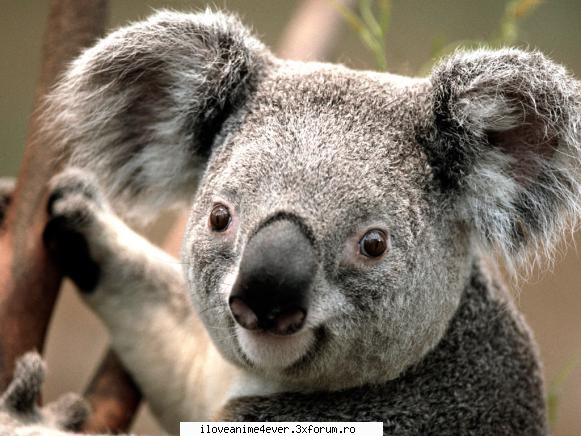 pozele mele puiul koala
